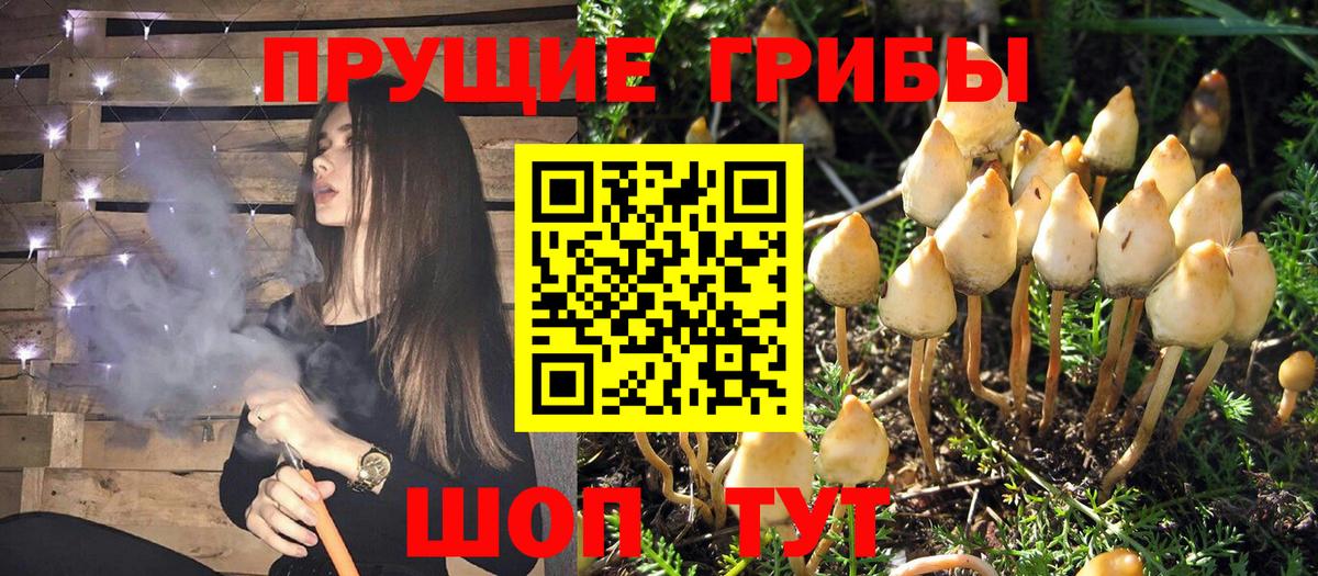 Псилоцибиновые грибы прущие грибы Тобольск